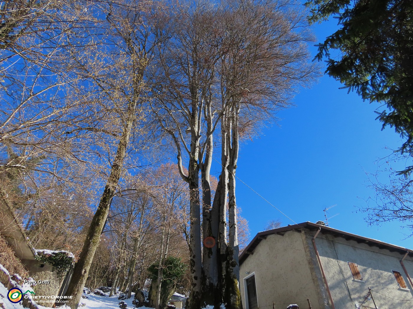 25 Altissimi faggi secolari.JPG